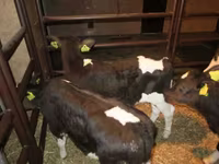 Bulle, Simmental cattle — Foto 3