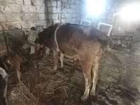 Vaca, Simmental cattle — foto 1