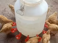Məhsul: Avtomatik su qabı fincanı (toyuq və digər quşlar üçün) Topdan — фото 4