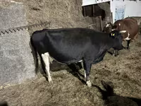 Сиыр, Russian Black pied cattle — 3-сурет