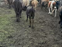 Kuh, Simmental cattle — Foto 4