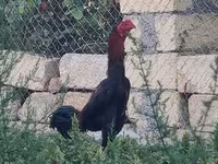 Chickens — الصورة 3