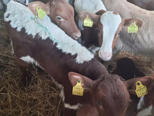 ثور, Simmental cattle