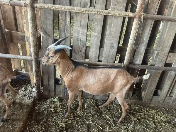 Keçi, Nubian Goat