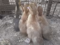 Ducks — الصورة 3