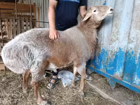 Carnero, Arashan sheep — foto 3