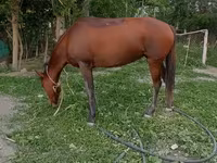 Stute, Karabakh horse — Foto 2