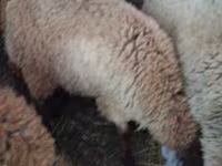 Schaf, Schafe — Foto 1