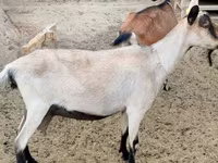 Ешкі, Alpine goat — 2-сурет