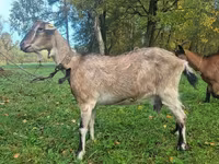 母山羊, Alpine goat — 照片 3