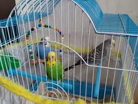 Məhsul: Dalmatian və Avstraliya cinsli dalğalı papuqaylar (budgerigar) — фото 1