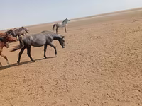 Toychoq, Horse breed — 4-rasm