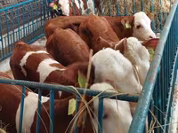 Bulle, Simmental cattle — Foto 7