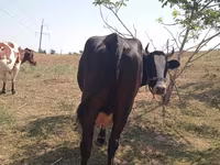 गाय, Latvian Blue cattle — फ़ोटो 5