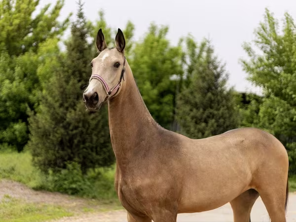 Mare, Akhal-Teke