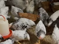 Chickens — الصورة 2