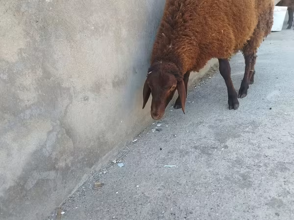 Ovejas (lote, sexo no especificado), Ovejas