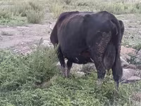 Vaca, Ganado vacuno — foto 7