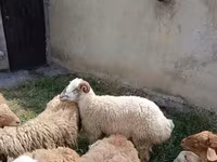 Ovejas (lote, sexo no especificado), Ovejas — foto 3