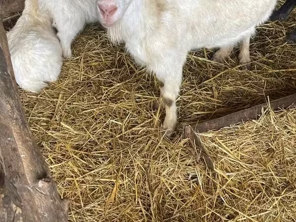 Ziegenbock, Russian White goat