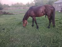 حصان, Azerbaijan horse — الصورة 5
