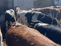 Buğa, Simmental cattle — foto 7