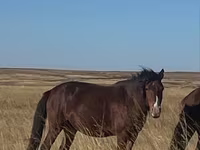 Stute, Kazakh horse — Foto 1