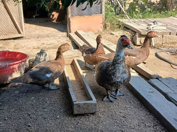 Ducks