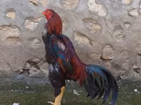 Chickens — الصورة 2