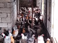 Chickens — foto 4