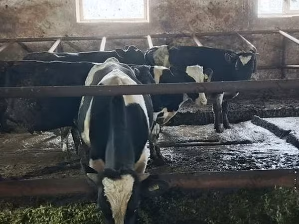 ثور, Russian Black pied cattle