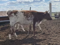 公牛, Simmental cattle — 照片 2