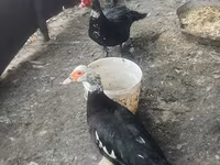 Ducks — 3-сурет