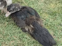 pato criollo doméstico — foto 1