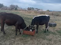 Cow, Kazakh White-headed cow — photo 1