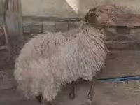 كبش, الأغنام — الصورة 1