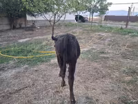 Buğa, Alatau irqi — foto 3