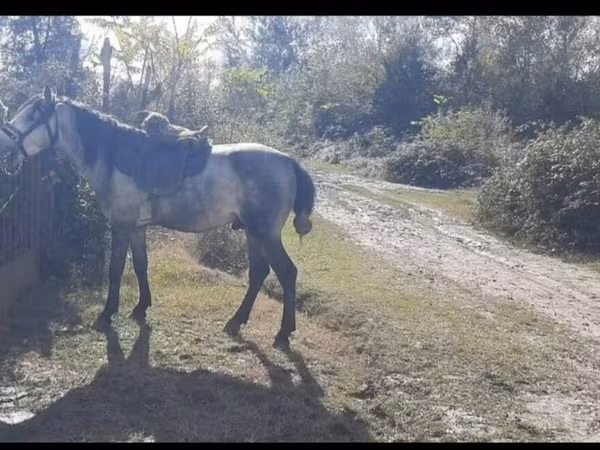 حصان, Azerbaijan horse