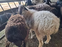 Ram, Sheep — photo 3