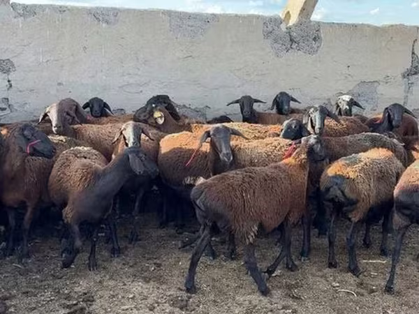 Widder, Hissar sheep
