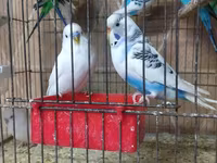 Chickens — Foto 4