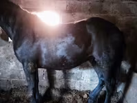 خيول (دفعة، الجنس غير محدد), Horse breed — الصورة 7