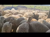 نعجة, الأغنام — الصورة 6