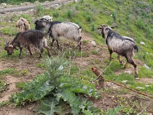 Dişi keçi, Alpine goat