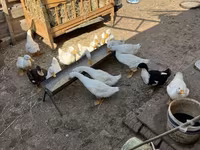 Ducks — foto 6