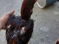 Chickens — Foto 4