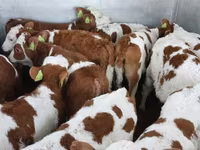 Бұқа, Simmental cattle — 6-сурет