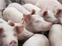 Schweine (Partie, Geschlecht nicht angegeben), Schweine — Foto 4