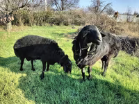Widder, Tian-Shan semifinewool sheep — Foto 4