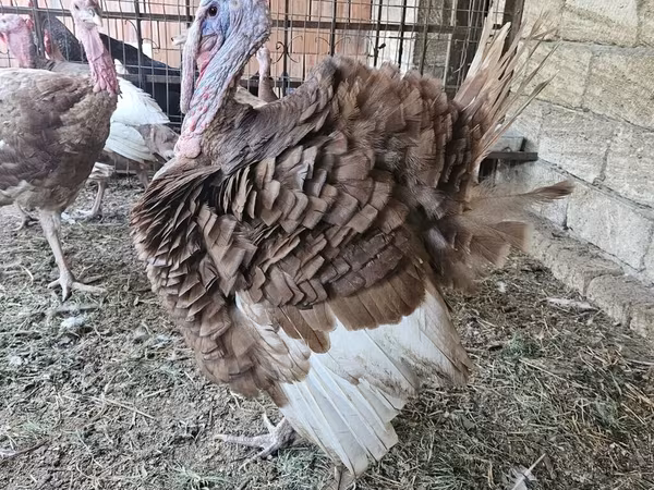 Broad Breasted White